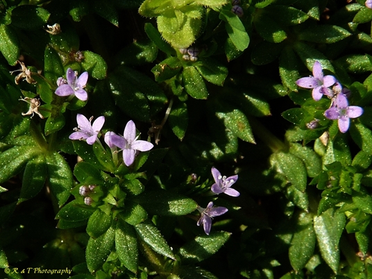 {Galium sherardia}